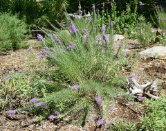 Liatris punctata