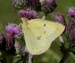 Colias philodice eriphyle