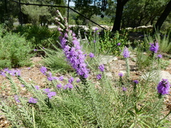 Liatris punctata