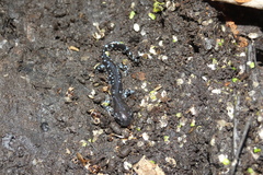Ambystoma laterale