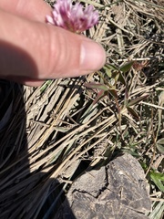 Trifolium wormskioldii