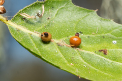 Callirhytis serricornis