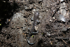 Ambystoma laterale
