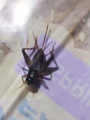 Velarifictorus micado