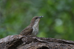 Coccyzus erythropthalmus
