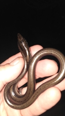 Ophisaurus ventralis