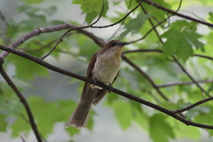 Coccyzus erythropthalmus