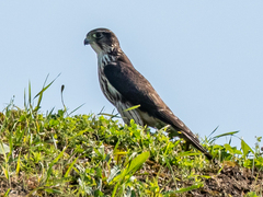 Falco columbarius