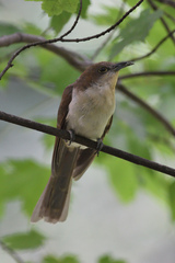 Coccyzus erythropthalmus