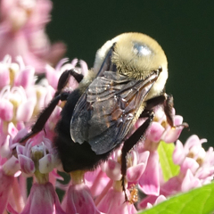 Bombus griseocollis