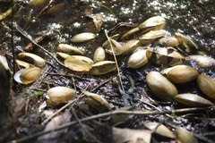 Utterbackia imbecillis