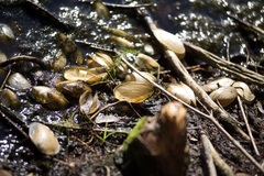 Utterbackia imbecillis