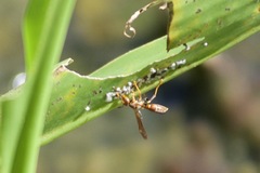 Polistes bahamensis