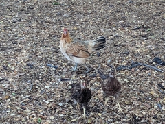 Gallus gallus domesticus
