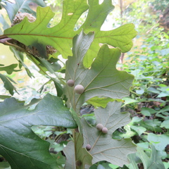 Acraspis quercushirta