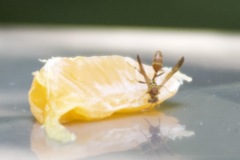 Mischocyttarus mexicanus cubicola