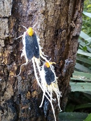 Cerogenes auricoma