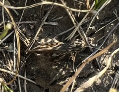 Melanoplus infantilis
