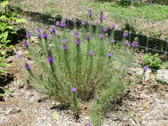 Liatris punctata