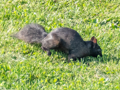 Sciurus carolinensis