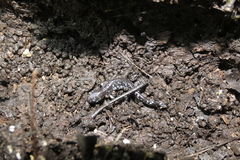 Ambystoma laterale