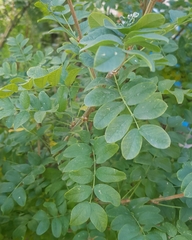 Caragana arborescens