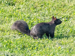 Sciurus carolinensis