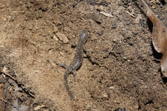 Ambystoma laterale