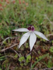Caladenia saccharata