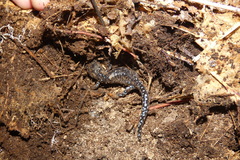 Ambystoma laterale