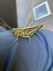 Schistocerca lineata