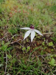 Caladenia saccharata