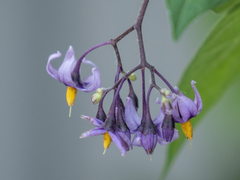 Solanum dulcamara