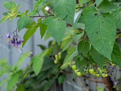 Solanum dulcamara