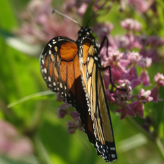 Danaus plexippus