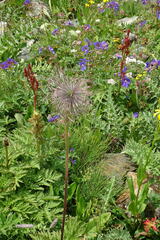 Pulsatilla aurea