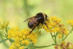 Bombus terricola image