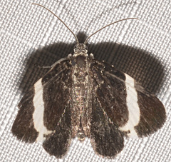 Trichodezia albovittata