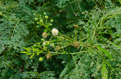 Leucaena