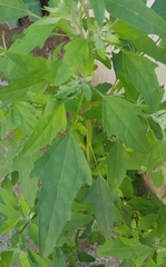 Chenopodium album