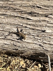 Sceloporus occidentalis bocourtii