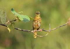 Ploceus jacksoni