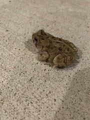 Anaxyrus americanus charlesmithi