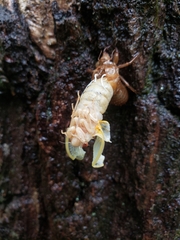 Magicicada septendecim