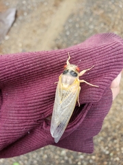 Magicicada septendecim