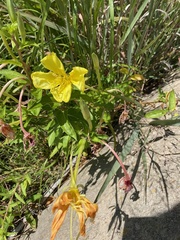 Oenothera affinis