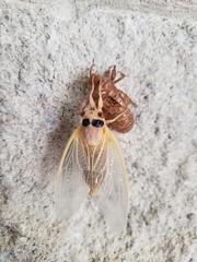 Magicicada septendecim