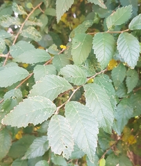 Ulmus pumila