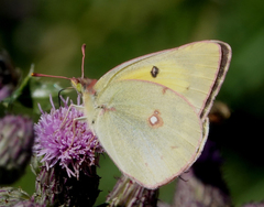 Colias philodice eriphyle