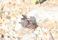 Polygonia faunus image